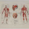 118A5930-medical-anatomie-muscles Muscles, planche anatomique 1924