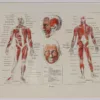 118A5930-medical-anatomie-muscles Muscles, planche anatomique 1924