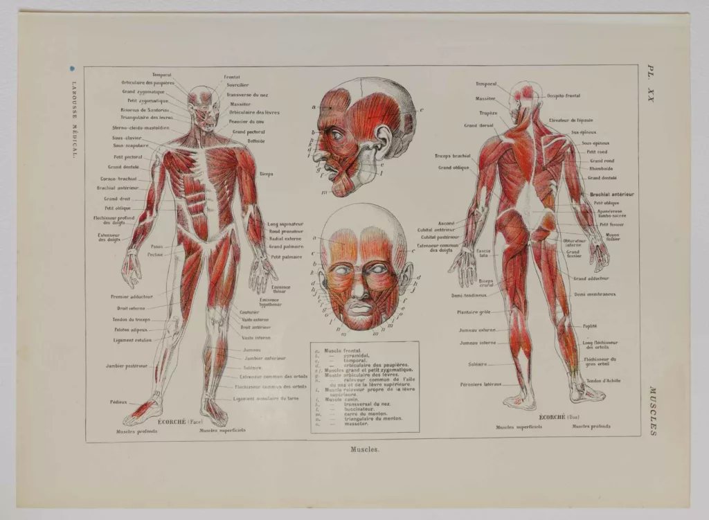 Muscles, planche anatomique 1924