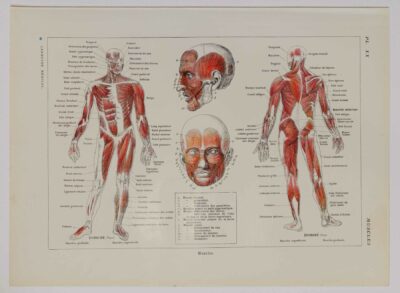 118A5930-medical-anatomie-muscles Muscles, planche anatomique 1924