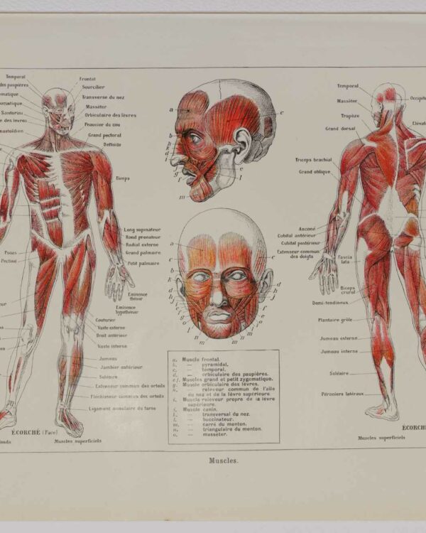 Muscles, planche anatomique 1924