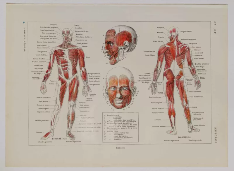 118A5930-medical-anatomie-muscles Muscles, planche anatomique 1924