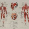 118A5930-medical-anatomie-muscles Muscles, planche anatomique 1924