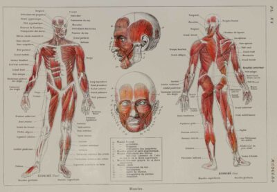 118A5930-medical-anatomie-muscles Muscles, planche anatomique 1924