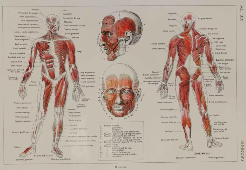 118A5930-medical-anatomie-muscles Muscles, planche anatomique 1924