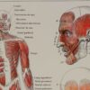 118A5930-medical-anatomie-muscles Muscles, planche anatomique 1924