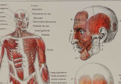 118A5930-medical-anatomie-muscles Muscles, planche anatomique 1924