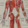 118A5930-medical-anatomie-muscles Muscles, planche anatomique 1924