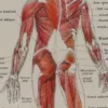 118A5930-medical-anatomie-muscles Muscles, planche anatomique 1924