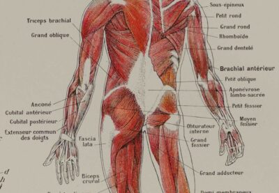 118A5930-medical-anatomie-muscles Muscles, planche anatomique 1924