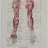118A5931-medical-anatomie-nerfs-bras Nerfs du bras, planche anatomique 1924