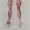 118A5931-medical-anatomie-nerfs-bras Nerfs du bras, planche anatomique 1924