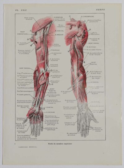 118A5931-medical-anatomie-nerfs-bras Nerfs du bras, planche anatomique 1924