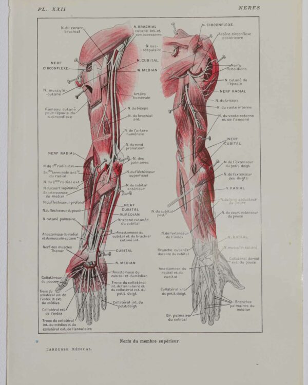 118A5931-medical-anatomie-nerfs-bras Nerfs du bras, planche anatomique 1924