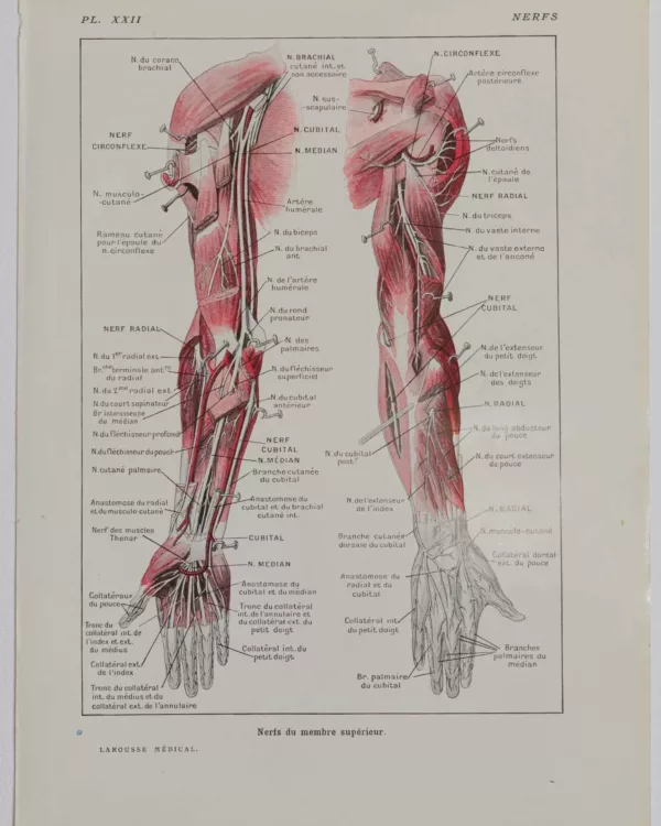 118A5931-medical-anatomie-nerfs-bras Nerfs du bras, planche anatomique 1924