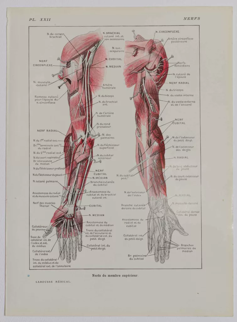Nerfs du bras, planche anatomique 1924