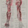 118A5931-medical-anatomie-nerfs-bras Nerfs du bras, planche anatomique 1924