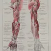 118A5931-medical-anatomie-nerfs-bras Nerfs du bras, planche anatomique 1924