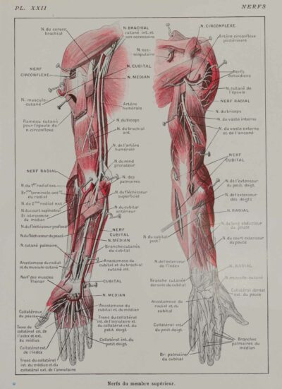 118A5931-medical-anatomie-nerfs-bras Nerfs du bras, planche anatomique 1924