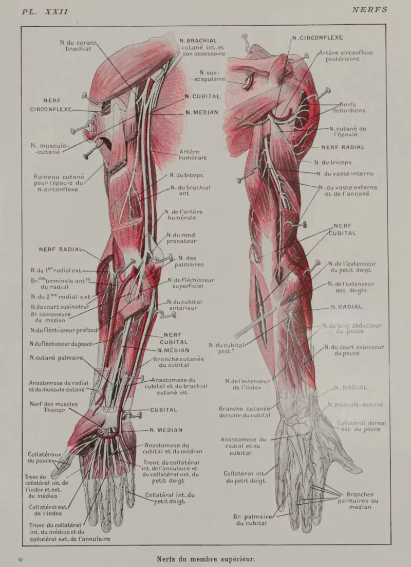 118A5931-medical-anatomie-nerfs-bras Nerfs du bras, planche anatomique 1924