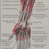 118A5931-medical-anatomie-nerfs-bras Nerfs du bras, planche anatomique 1924