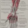 118A5931-medical-anatomie-nerfs-bras Nerfs du bras, planche anatomique 1924