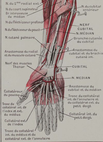 118A5931-medical-anatomie-nerfs-bras Nerfs du bras, planche anatomique 1924