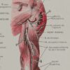 118A5931-medical-anatomie-nerfs-bras Nerfs du bras, planche anatomique 1924