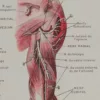 118A5931-medical-anatomie-nerfs-bras Nerfs du bras, planche anatomique 1924