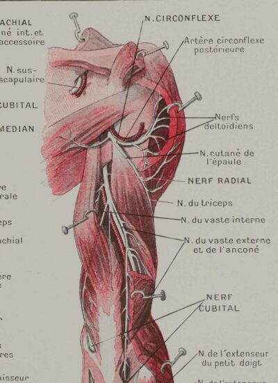 118A5931-medical-anatomie-nerfs-bras Nerfs du bras, planche anatomique 1924