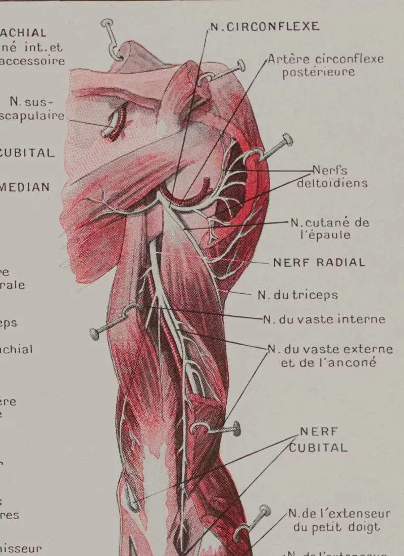 118A5931-medical-anatomie-nerfs-bras Nerfs du bras, planche anatomique 1924