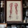 118A5931-medical-anatomie-nerfs-bras-05 Nerfs du bras, planche anatomique 1924