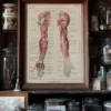 118A5931-medical-anatomie-nerfs-bras-05 Nerfs du bras, planche anatomique 1924