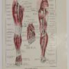 118A5932-medical-anatomie-nerfs-jambe Nerfs de la jambe, planche anatomique 1924