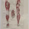 Nerfs de la jambe, planche anatomique 1924