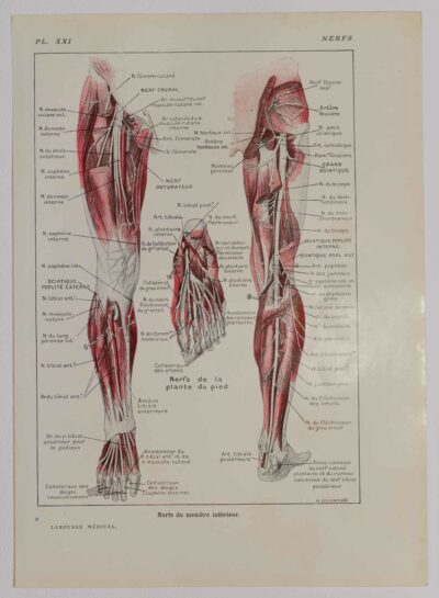 118A5932-medical-anatomie-nerfs-jambe Nerfs de la jambe, planche anatomique 1924