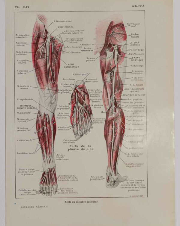 118A5932-medical-anatomie-nerfs-jambe Nerfs de la jambe, planche anatomique 1924