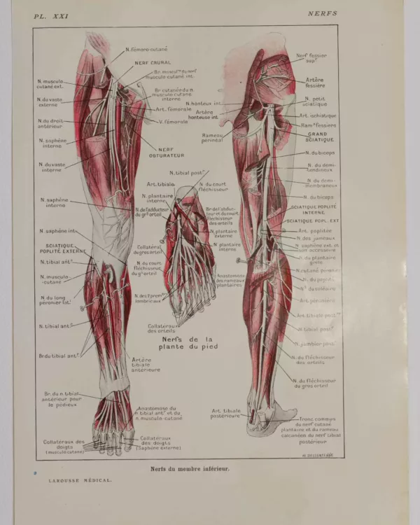 118A5932-medical-anatomie-nerfs-jambe Nerfs de la jambe, planche anatomique 1924