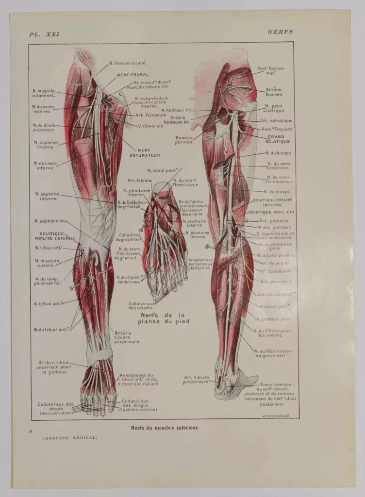 Nerfs de la jambe, planche anatomique 1924