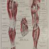 118A5932-medical-anatomie-nerfs-jambe Nerfs de la jambe, planche anatomique 1924