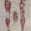 Nerfs de la jambe, planche anatomique 1924