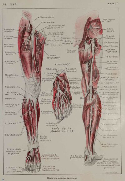 118A5932-medical-anatomie-nerfs-jambe Nerfs de la jambe, planche anatomique 1924