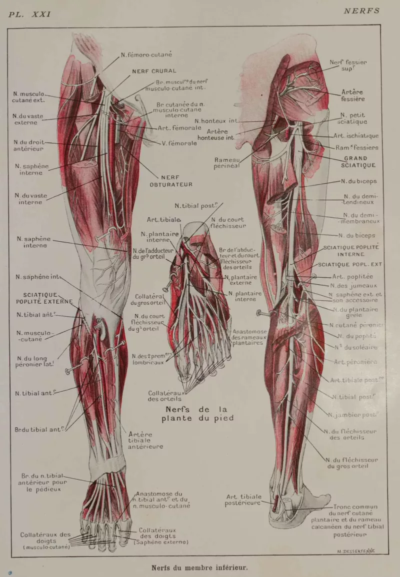 Nerfs de la jambe, planche anatomique 1924