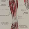 118A5932-medical-anatomie-nerfs-jambe Nerfs de la jambe, planche anatomique 1924
