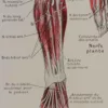 Nerfs de la jambe, planche anatomique 1924