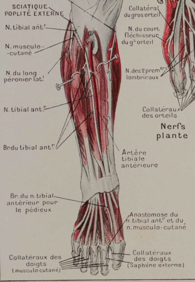 118A5932-medical-anatomie-nerfs-jambe Nerfs de la jambe, planche anatomique 1924