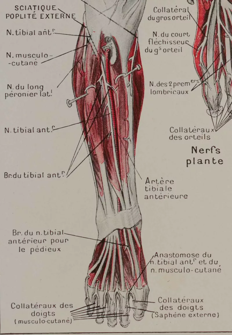 Nerfs de la jambe, planche anatomique 1924