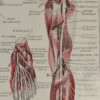 118A5932-medical-anatomie-nerfs-jambe Nerfs de la jambe, planche anatomique 1924