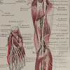 Nerfs de la jambe, planche anatomique 1924