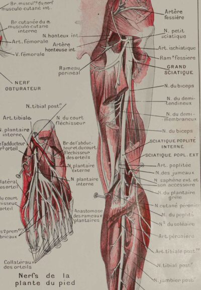 118A5932-medical-anatomie-nerfs-jambe Nerfs de la jambe, planche anatomique 1924